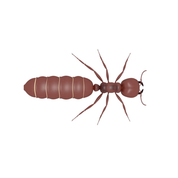 陆军蚂蚁女王3d模型 Turbosquid