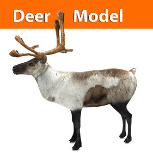 3D reindeer deer