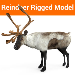 reindeer rigged deer 3D model