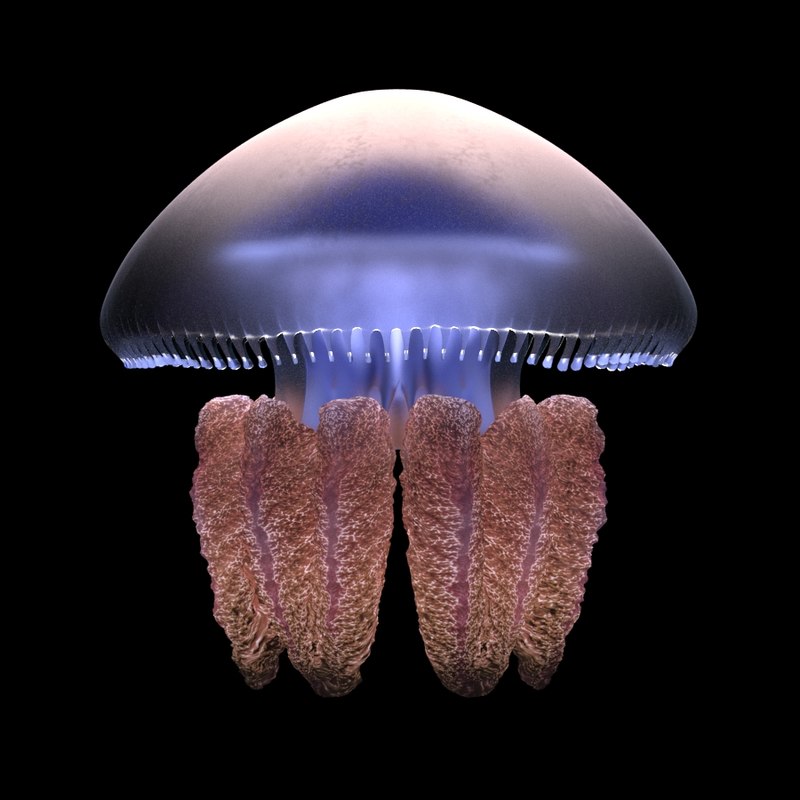 Blubber Jellyfish - B 3D - TurboSquid 1206557