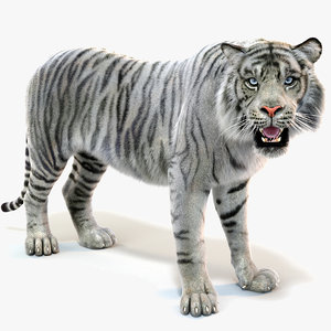 3D white sumatran tiger fur