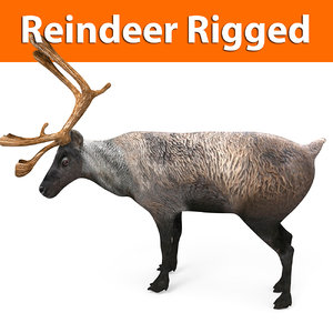 3D reindeer rigged deer