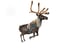 Reindeer rigged deer animation 3D model - TurboSquid 1207804