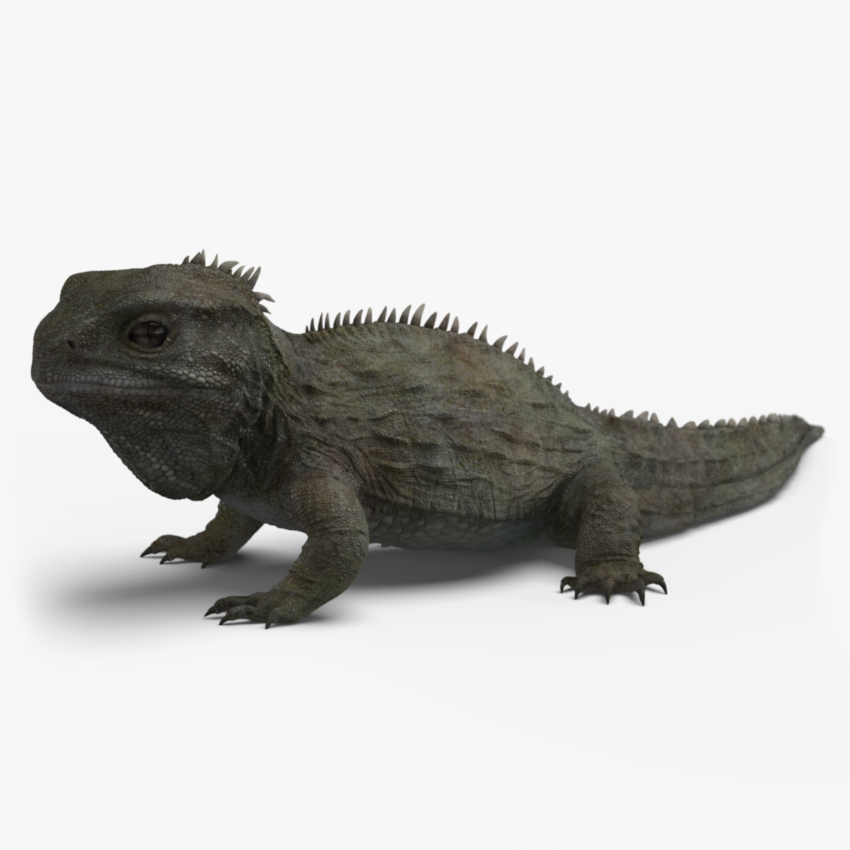 3D model tuatara TurboSquid 1208405