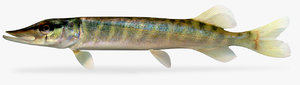 northern pike 3D model