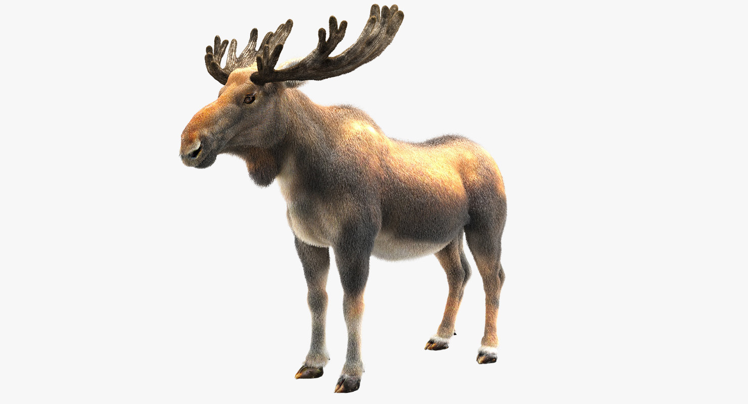 3D moose fur hair - TurboSquid 1208600