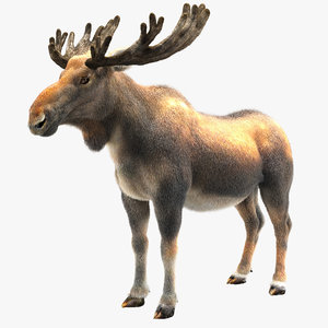 3D moose fur hair