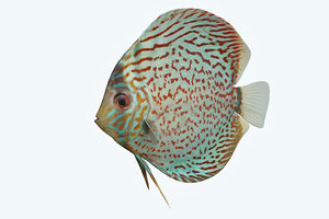 discus fish 4 3D