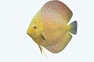 discus fish 5 3D