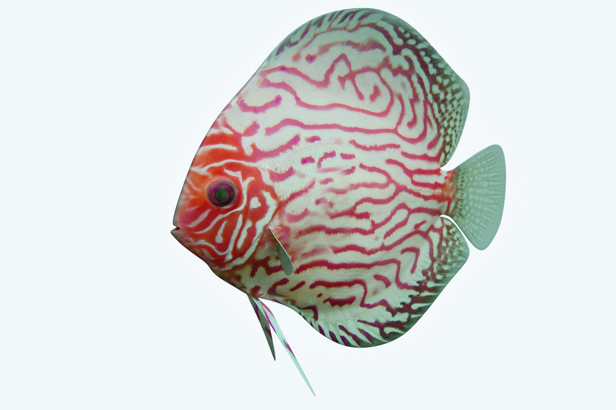 Discus fish 6 model TurboSquid 1208892