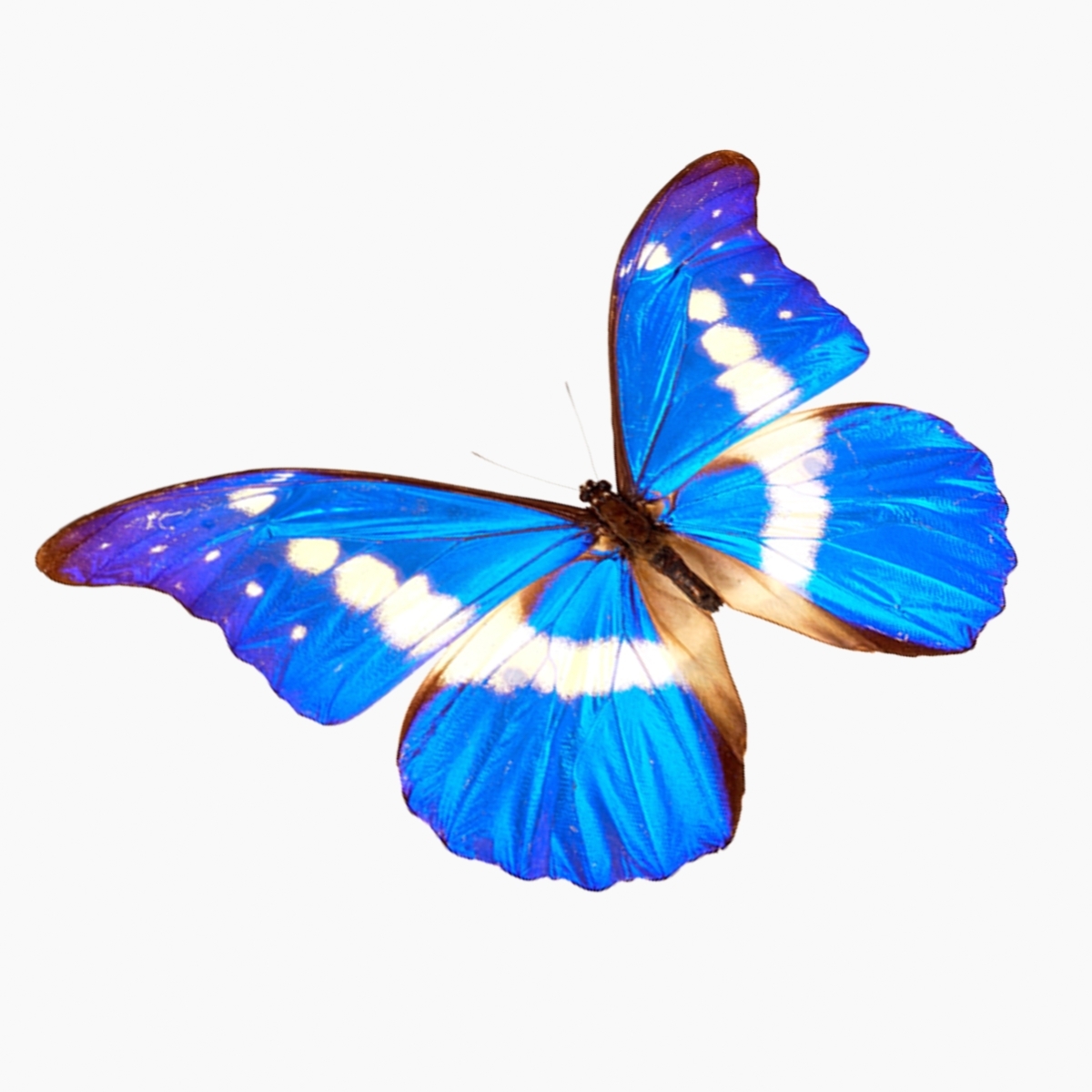 Einfache Schmetterlinge 3D-Modell - TurboSquid 1208907