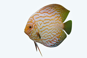 discus fish 7 model
