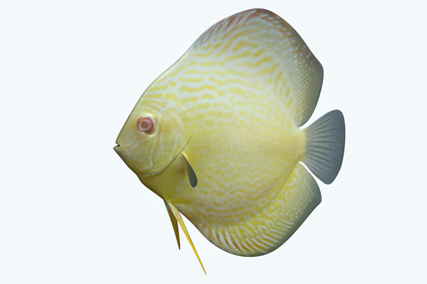 modelo 3d Discus Fish 9 - TurboSquid 1208922