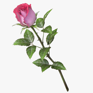 rose v9 model