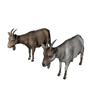 3D model goat