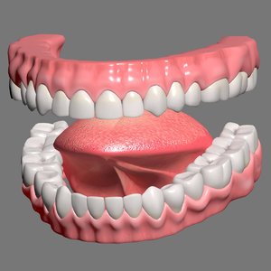 3D mouth gums teeth