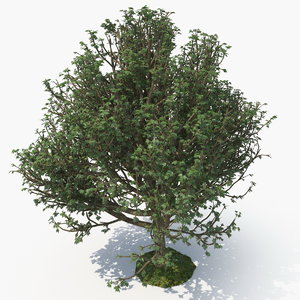realistic tree 3D