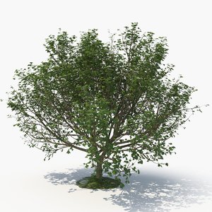 3D model realistic tree