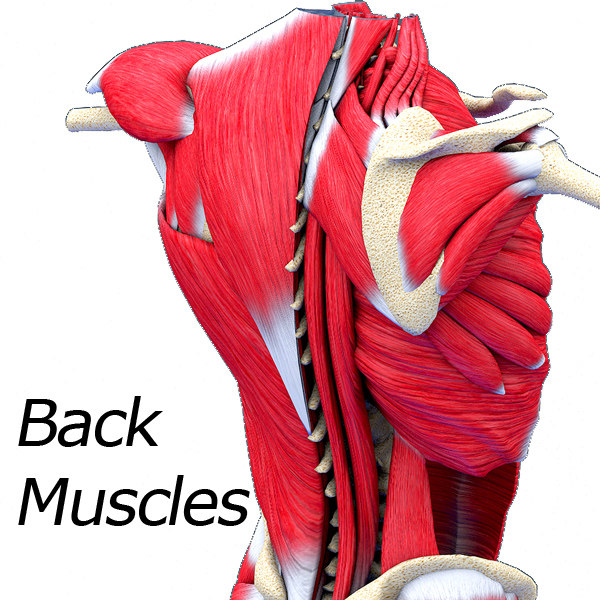 3D muscles model - TurboSquid 1209606