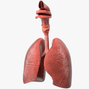 human respiratory 3D model