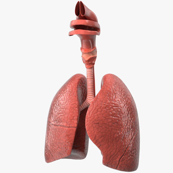 3D Trachea Models | TurboSquid