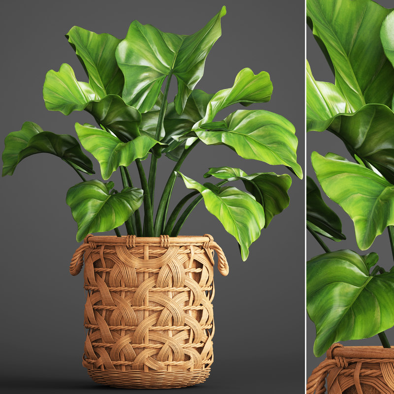 Tropical Plant In Pot
