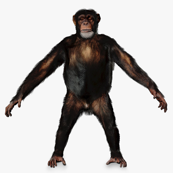 Chimpanzee 3D Models For Download | TurboSquid