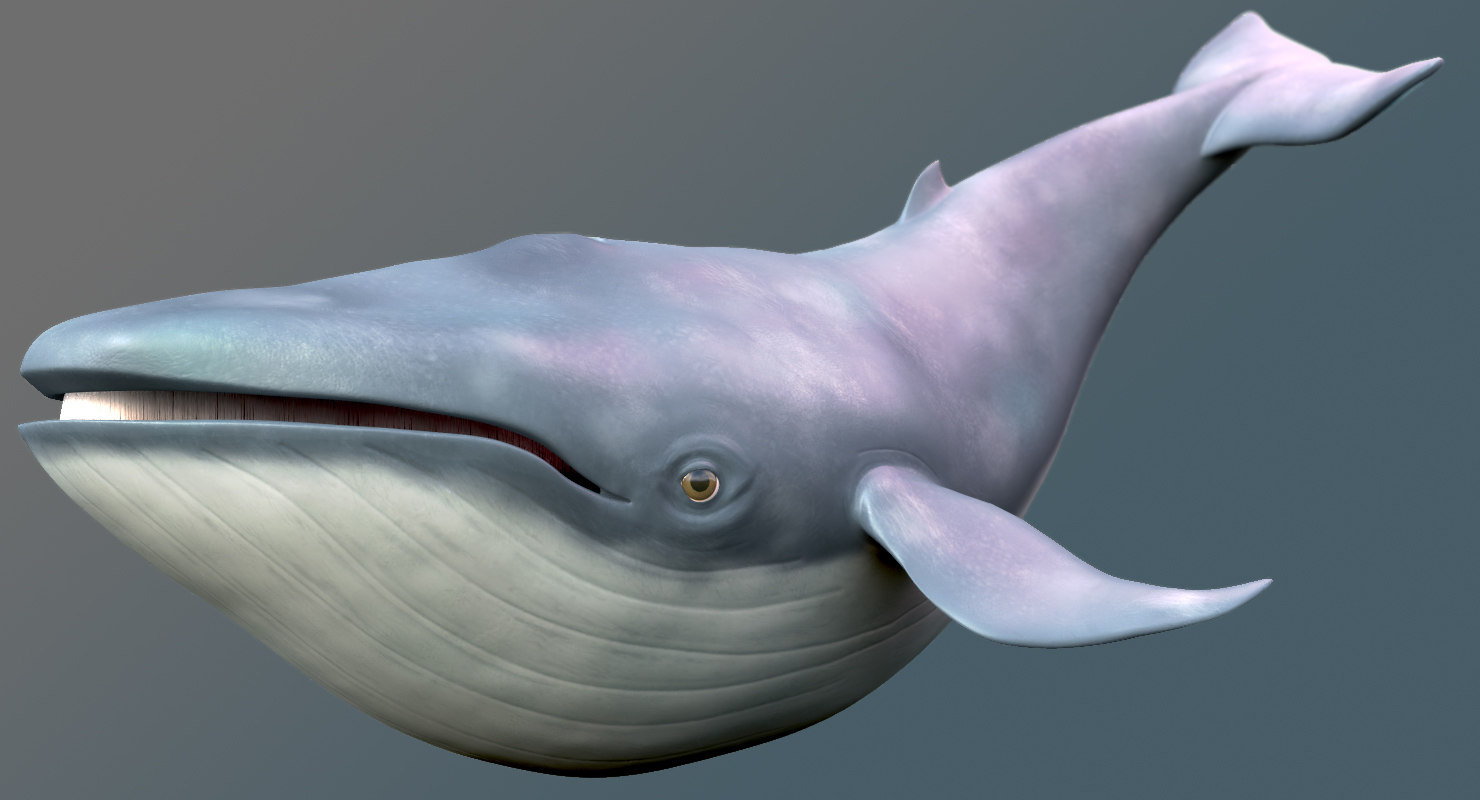blue whale toon 3d model https://static.turbosquid.
