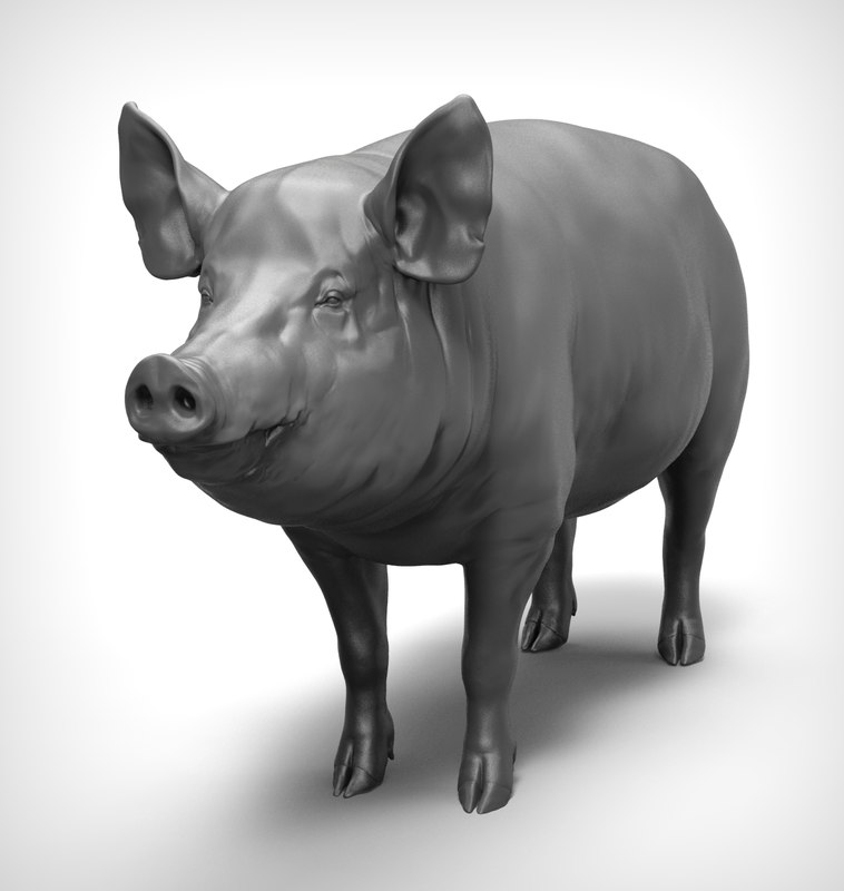 3D model pig realistic TurboSquid 1210704