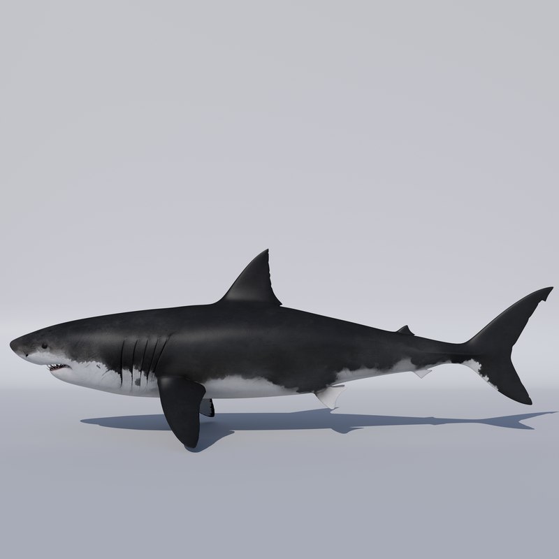 3D apex great white shark model 