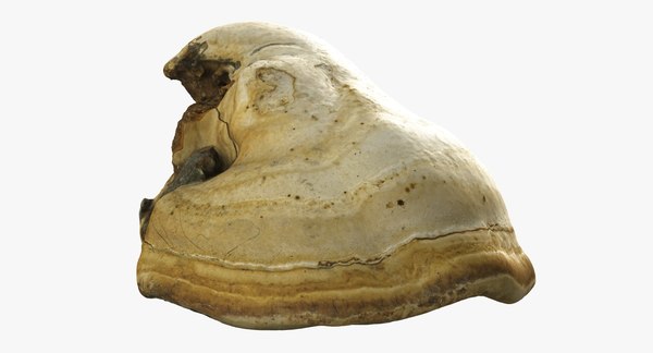 きのこポリポア7小3dモデル Turbosquid