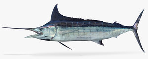 3D blue marlin