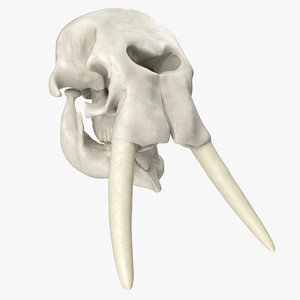 3D african elephant skull