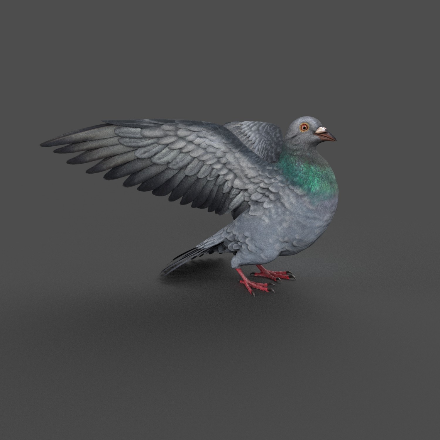 Pigeon rigged 3D model - TurboSquid 1212992