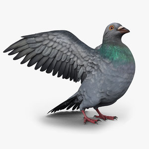 pigeon rigged 3D model