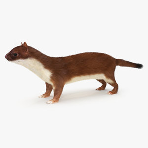 weasel fur 3D