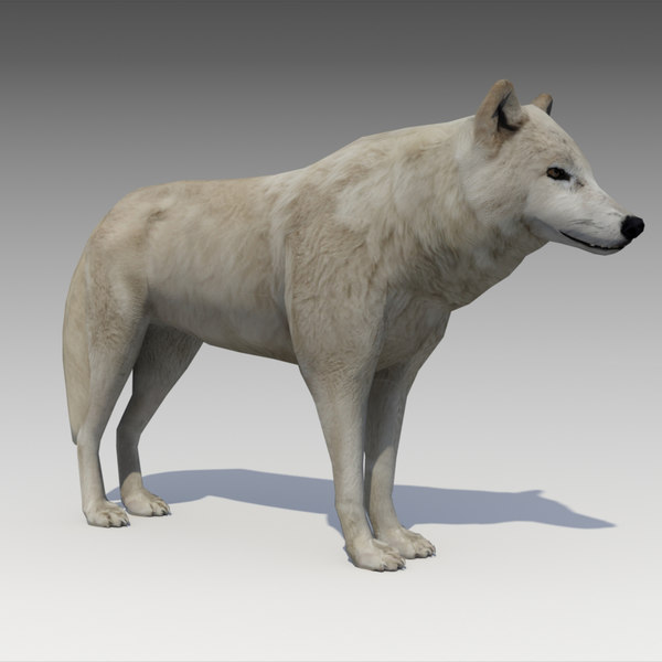 arctic wolf