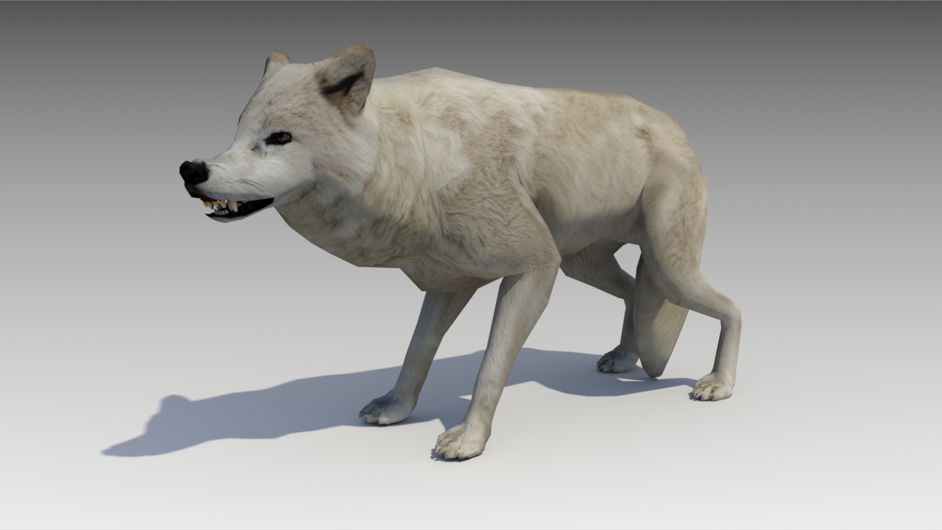 Arctic wolf model TurboSquid 1213245