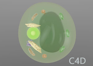 3D model plant cell
