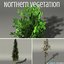 3D northern vegetation