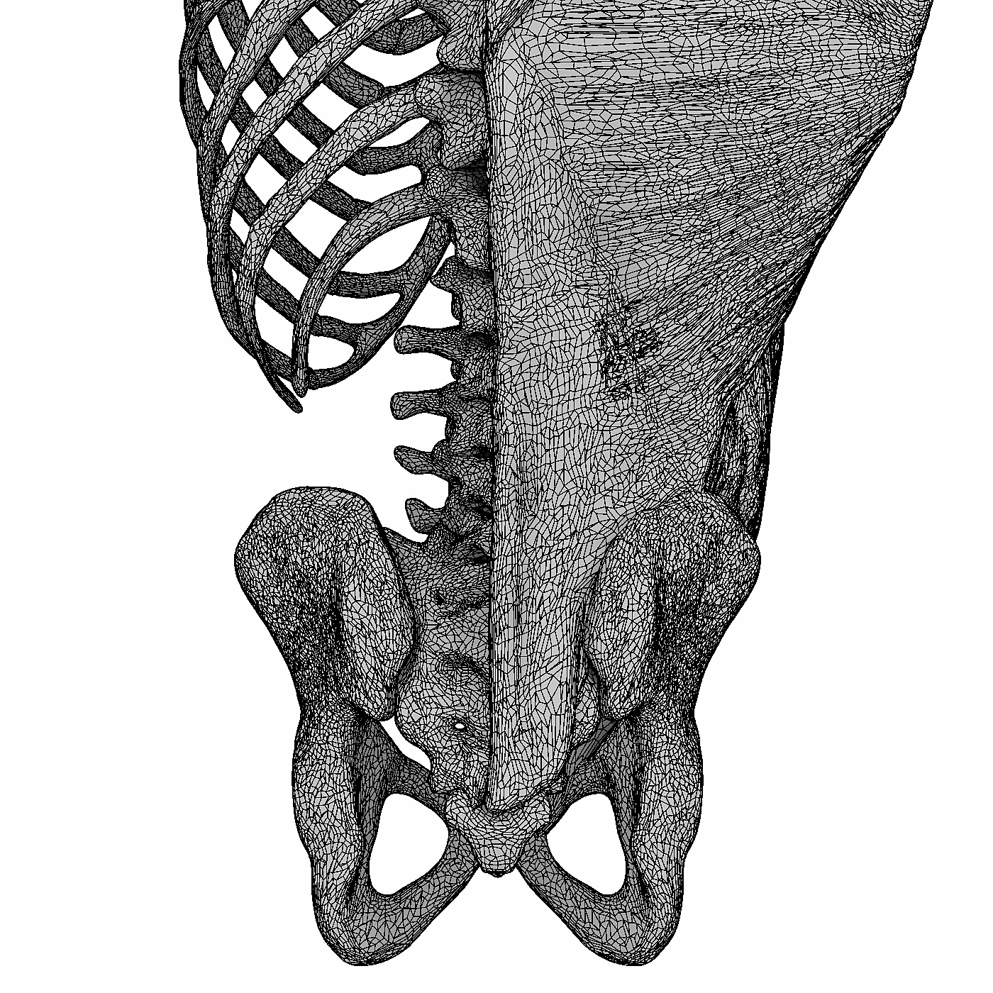 人体躯干解剖学3d模型