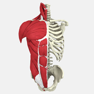 3D human male torso model