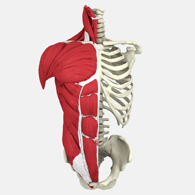 3D human male torso model - TurboSquid 1213820
