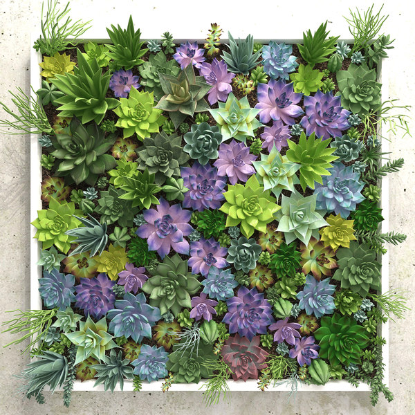 Sansevieria Varieties Photos - How One Can Be Extra Productive?