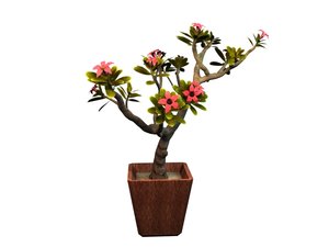 japan frangipani tree model