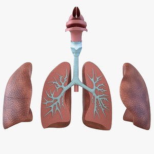 3D human respiratory anatomical modeled model