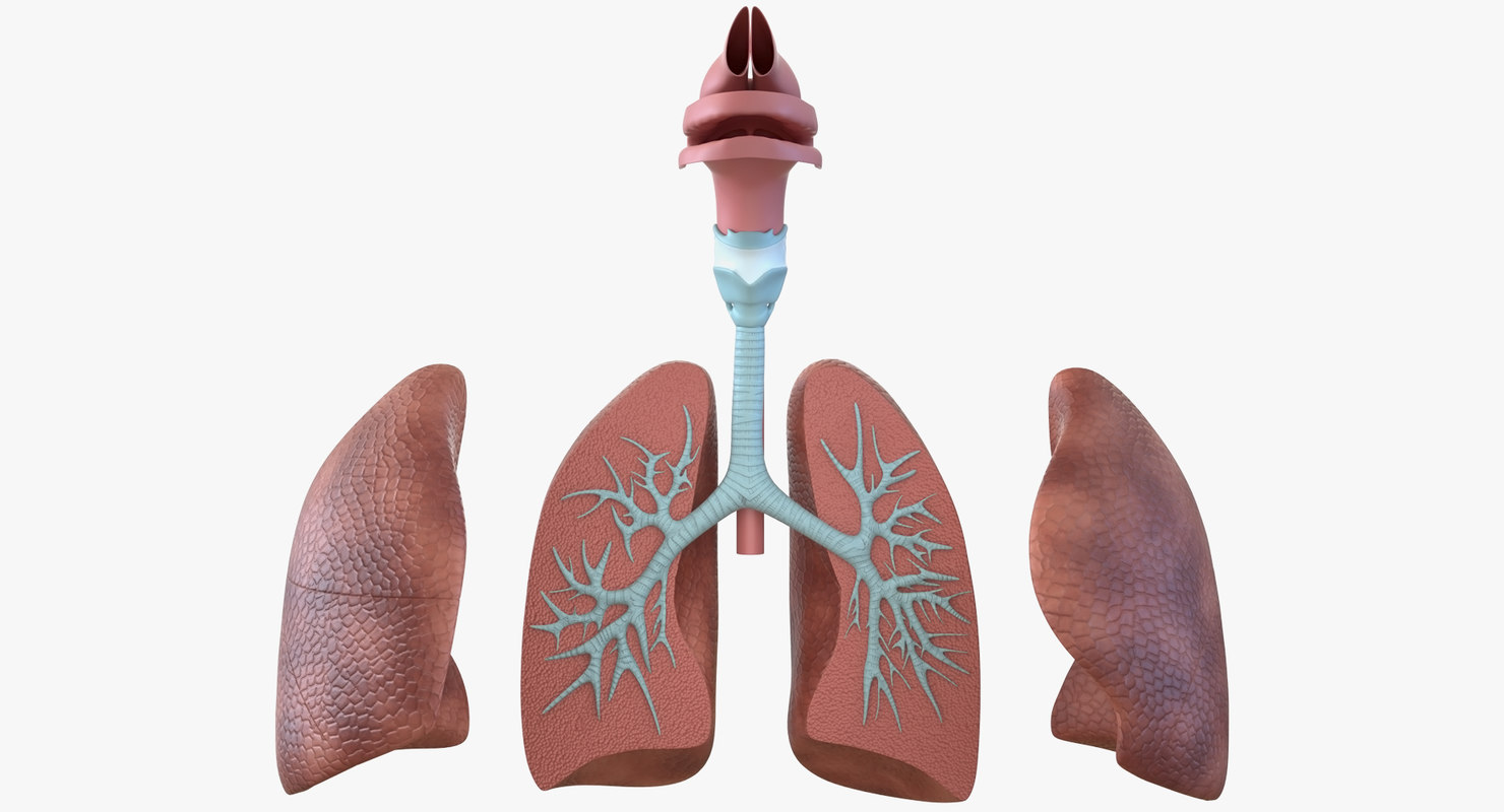 3D human respiratory anatomical modeled model TurboSquid