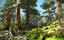 sequoia national forest 3D model