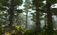 sequoia national forest 3D model
