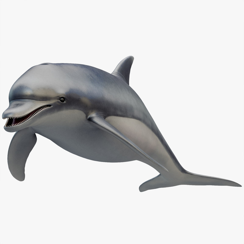 dolphins 3d lite